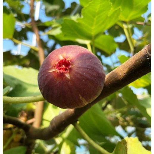 イチジク 無花果 果樹苗 セレスト 挿木1年生苗 : エスフルール - 通販