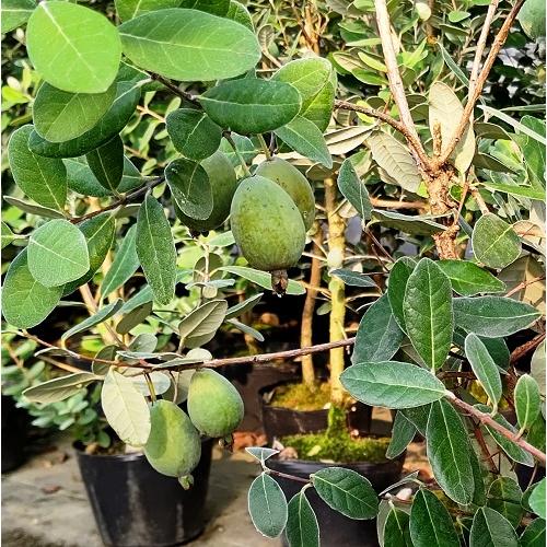 果樹 フェイジョア クーリッジ 庭木 ガーデニング 鉢植え 植物