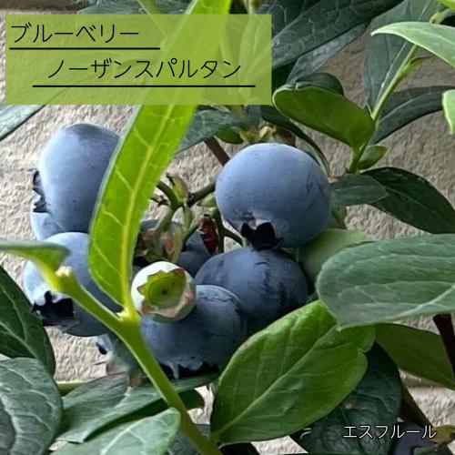 ブルーベリー ノーザンスパルタン 3号ポット 挿木1年生苗 苗木
