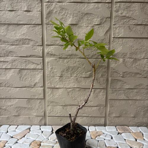 ブルーベリー デキシー 3号ポット 挿木1年生苗 苗木 : エスフルール