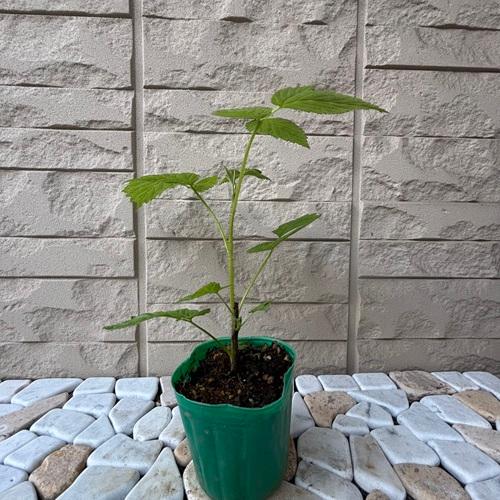 ラズベリー サンタナ 3号ポット 苗木 果樹苗 木苺 フランボワーズ