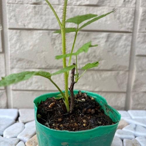 ラズベリー サンタナ 3号ポット 苗木 果樹苗 木苺 フランボワーズ