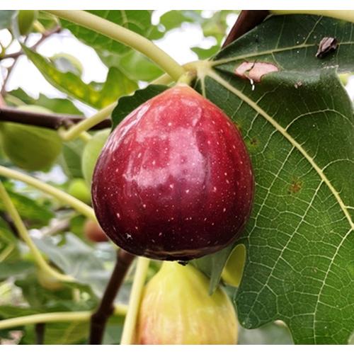 無花果 ✳︎ イチジク ✳︎ サマーレッド 大苗 無農薬 tfeam2