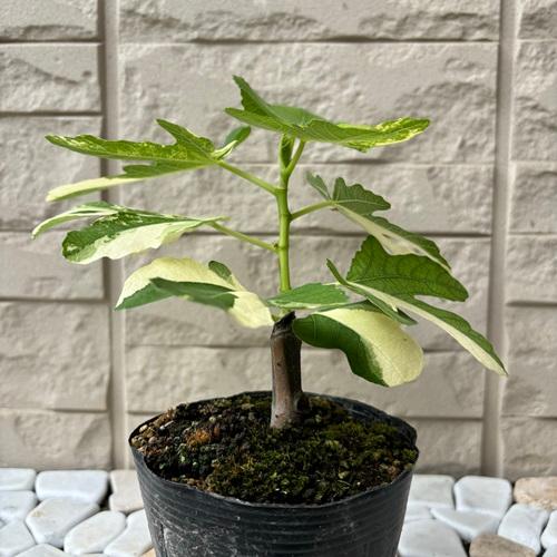 斑入り葉イチジク 3.5号ポット 苗木 家庭菜園 果樹苗 無花果 いちじく