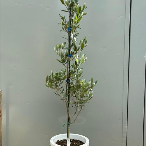 オリーブ アレグロッソ 7号ポット苗 庭木 シンボルツリー 観葉植物