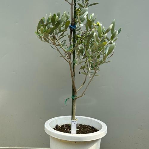 オリーブ アレグロッソ 7号ポット苗 庭木 シンボルツリー 観葉植物