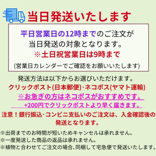 キウイ花粉0.5g : エスフルール - 通販 - Yahoo!ショッピング
