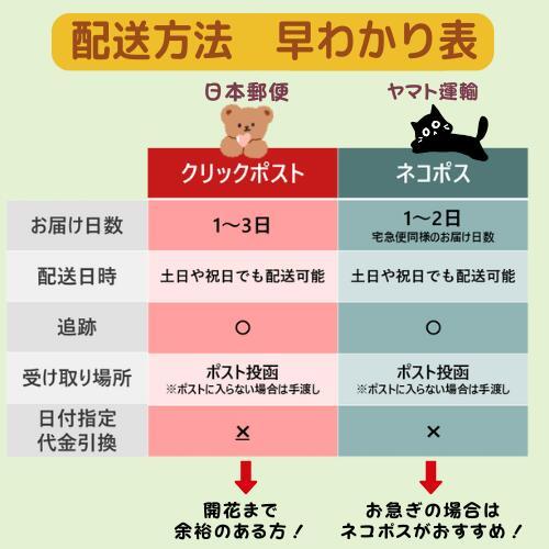 キウイ花粉0.5g : エスフルール - 通販 - Yahoo!ショッピング