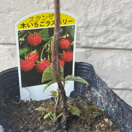 ラズベリー スタンザ(R) 3.5号ポット 苗木 果樹苗 木苺 フランボワーズ