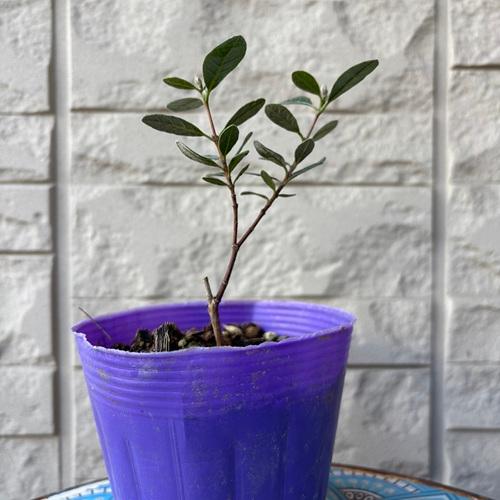 フェイジョア　コバーノ　3.5号ポット　挿木１年生　苗木　 果樹 果樹苗 ホームフルーツ 垣根 庭木 常緑樹 | 