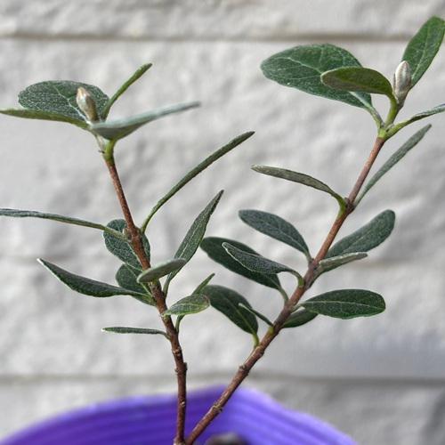 フェイジョア　コバーノ　3.5号ポット　挿木１年生　苗木　 果樹 果樹苗 ホームフルーツ 垣根 庭木 常緑樹 |  | 01