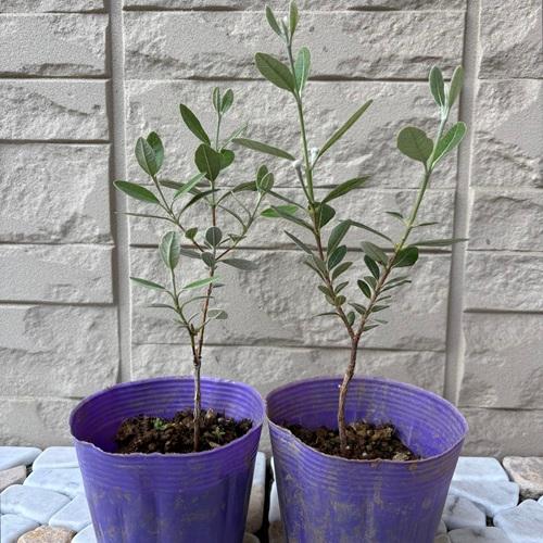 フェイジョア コバーノ 3.5号ポット 挿木1年生 苗木 果樹 果樹苗