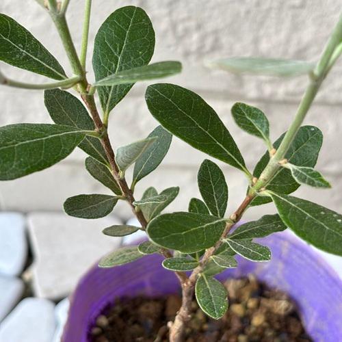 フェイジョア コバーノ 3.5号ポット 挿木1年生 苗木 果樹 果樹苗