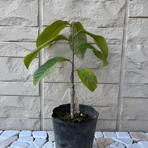 ポポー ミッチェル 3.5号接木苗 苗木 : エスフルール - 通販 - Yahoo