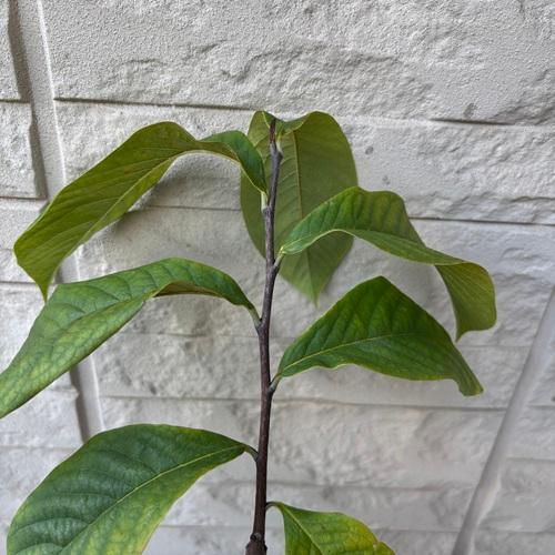 ポポー ミッチェル 3.5号接木苗 苗木 : エスフルール - 通販 - Yahoo