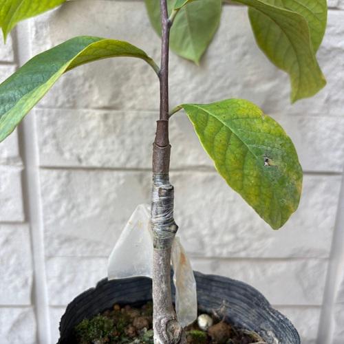 ポポー ミッチェル 3.5号接木苗 苗木 : エスフルール - 通販 - Yahoo