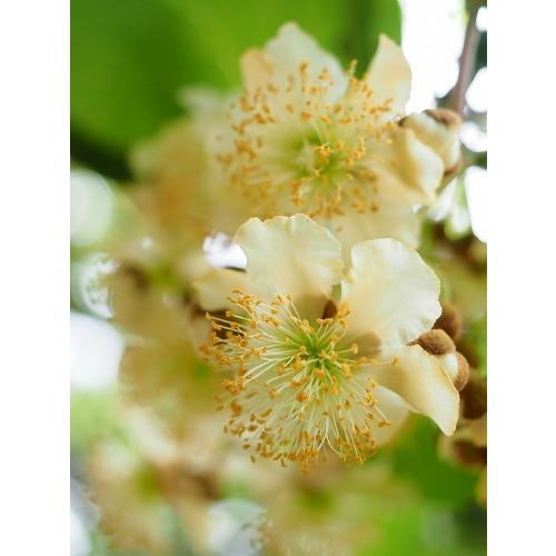 キウイフルーツ 受粉樹 トムリ（オス木） 3.5号挿木苗 苗木 果樹苗