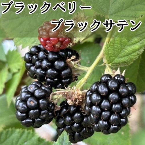 ブラックベリー ブラックサテン 3.5号ポット苗 挿木苗 苗木 トゲなし