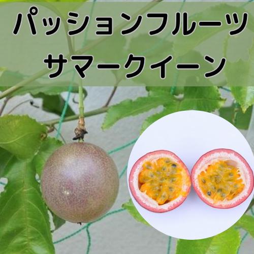パッションフルーツ サマークイーン 3号ポット苗木 家庭菜園 果樹苗（Yahoo!・エスフルール）