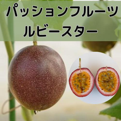 パッションフルーツ ルビースター 3号ポット苗木 家庭菜園 果樹苗（Yahoo!・エスフルール）