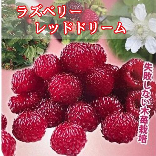 ラズベリー レッドドリーム 3.5号ポット苗 苗木 果樹苗 木苺