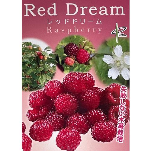 ラズベリー　レッドドリーム 　5号ポット苗　苗木 果樹苗 木苺 フランボワーズ 木いちご 家庭菜園 鉢植え 庭植え　 |  | 06