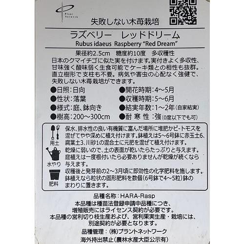 ラズベリー　レッドドリーム 　5号ポット苗　苗木 果樹苗 木苺 フランボワーズ 木いちご 家庭菜園 鉢植え 庭植え　 |  | 08
