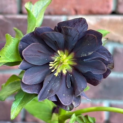 現品開花株】 クリスマスローズ ダブル咲きブラック系 108-17 4.5号