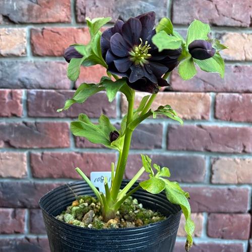 クリスマスローズ もうすぐ開花株 リバーシブル ダブル ベイン ポット