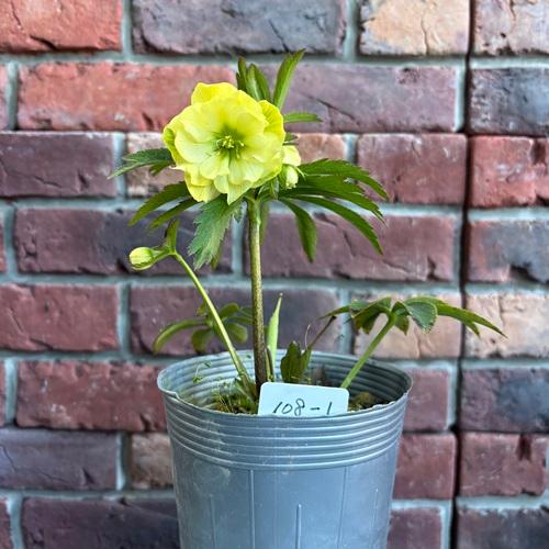 現品開花株】 クリスマスローズ ダブル咲き 108-1 3.5号ポット苗 花苗