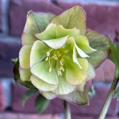 現品開花株】 クリスマスローズ ダブル咲き 108-5 3.5号ポット苗 花苗