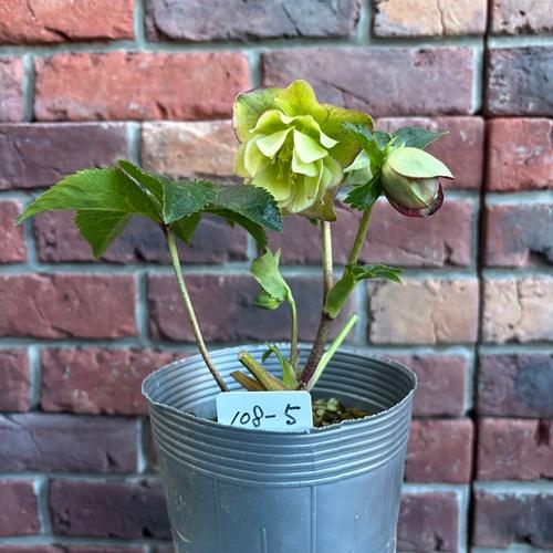 Dariahrose クリスマスローズ 苗 セット Amazon.co.jp: クリスマス