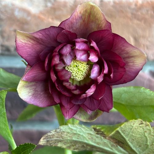 現品開花株】 クリスマスローズ 多弁花ダブル咲き 112-1 4.5号ポット苗