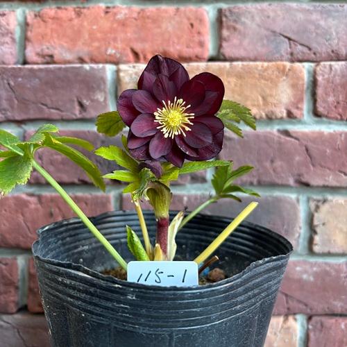 現品開花株】 クリスマスローズ ダブル咲き 115-1 4.5号ポット苗 花苗