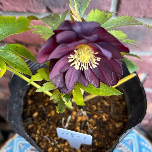 現品開花株】 クリスマスローズ ダブル咲き 115-1 4.5号ポット苗 花苗