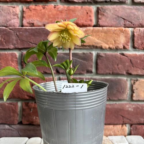 現品開花株】 クリスマスローズ ダブル咲き 1222-1 3.5号ポット苗 花苗