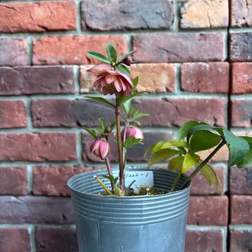 現品開花株】 クリスマスローズ ダブル咲き 1222-1 3.5号ポット苗 花苗