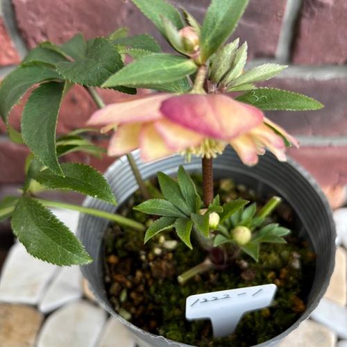 限定1点クリスマスローズ利休等を含む交配発芽苗60番 限定1点