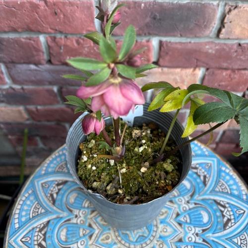 現品開花株】 クリスマスローズ ダブル咲き 1222-1 3.5号ポット苗 花苗