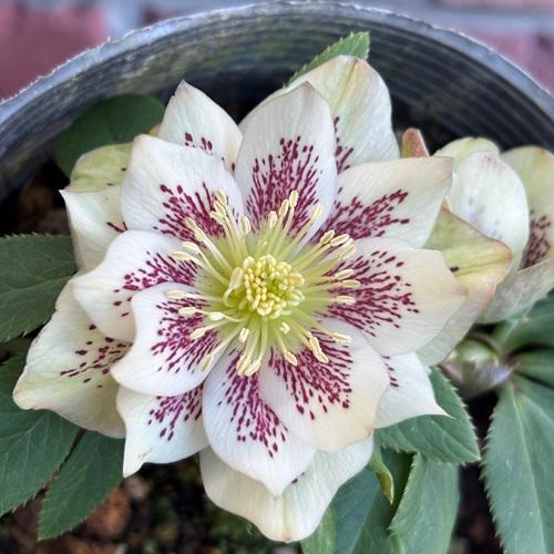 現品開花株】 クリスマスローズ ダブル咲き 1225-16 3.5号ポット苗