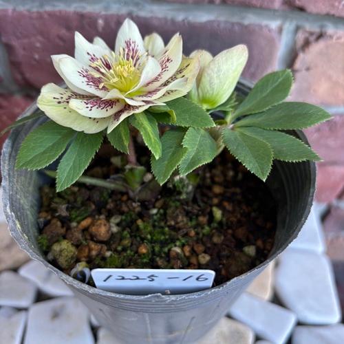 現品開花株】 クリスマスローズ ダブル咲き 1225-16 3.5号ポット苗