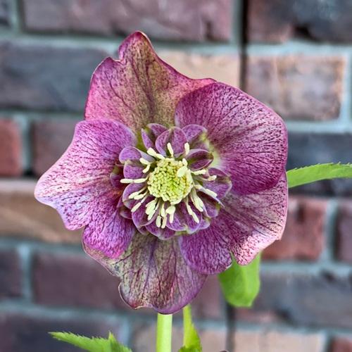 クリスマスローズ 苗 ガーデニング 植物 花 セミダブル シングル