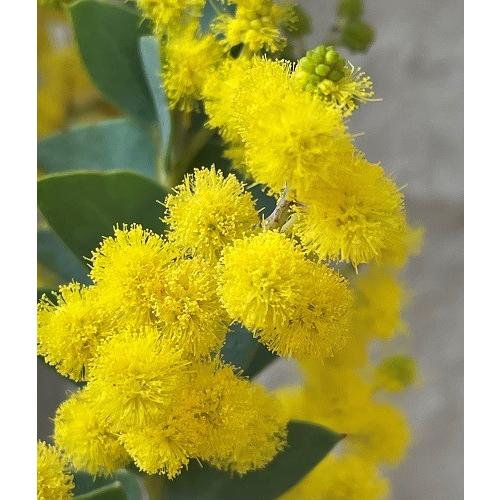ミモザ 三角葉アカシア 苗木 3.5号ポット 庭木 シンボルツリー 春の花