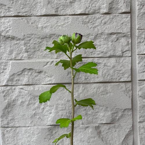 ムクゲ 紫玉（しぎょく） 苗木 3.5号ポット 木槿 庭木 鉢植え シンボル