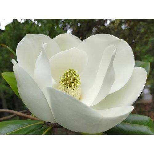 タイサンボク ケイパレス 苗木 3.5号ポット 挿し木苗 : エス タイサンボク ケイパレス 苗木 3.5号ポット 挿し木苗 : エス