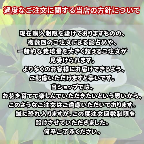 タイサンボク　ケイパレス　苗木　3.5号ポット　挿し木苗 |  | 10