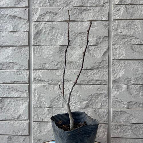 シデコブシ　桃花八重咲きシデコブシ　苗木　3.5号ポット　挿し木苗　木蓮 モクレン 庭園樹 シンボルツリー |  | 01