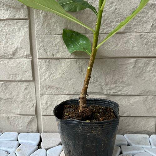 ミツマタ　中国黄花大輪ミツマタ　3.5号ポット　挿し木苗  苗木 三椏 三枝 三又 春の花 落葉樹 庭植え 鉢植え |  | 02