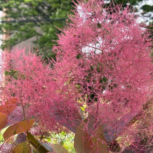 スモークツリー　グレース　苗木　3.5号ポット　挿し木苗 | 