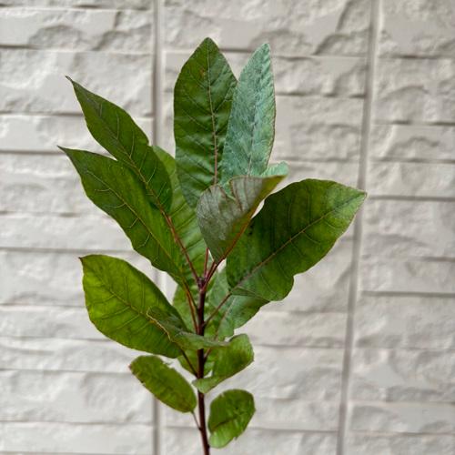 スモークツリー　グレース　苗木　3.5号ポット　挿し木苗 |  | 02